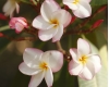 Plumeria_0001.JPG