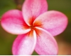Plumeria_0004.JPG